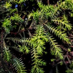 Close-up of fern leaves