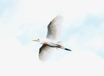 Low angle view of seagull flying in sky