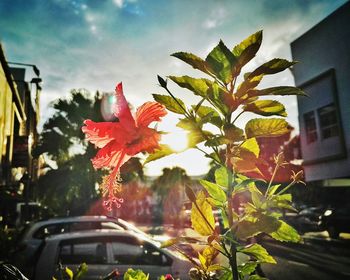 Close-up of plant against sky in city