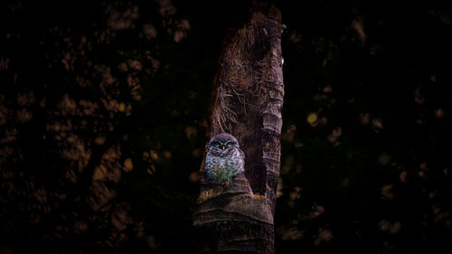 Low angle view of tree trunk