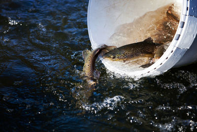 Close-up of fish in bucket over river
