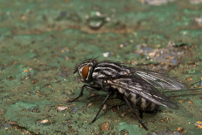 Close-up of housefly