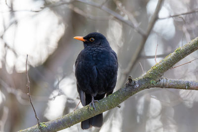 Close-up of bird perching on branch