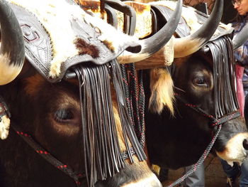 Close-up of cows