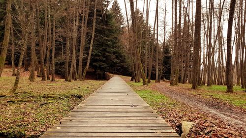 Boardwalk amidst trees in forest