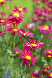 Close-up of pink flowers