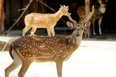 Deer standing in a field