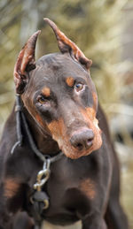 Close-up of a dog looking away