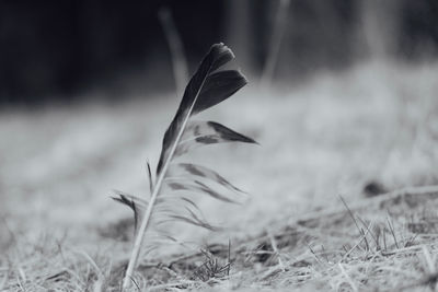 Close-up of feather on dry land