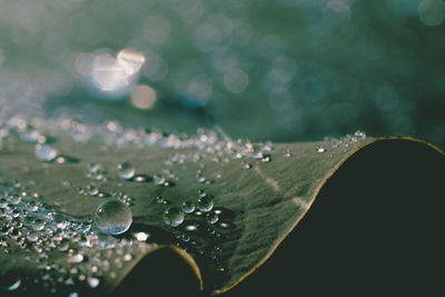 Close-up of water drops on leaf