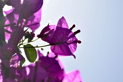 Close-up of pink flower