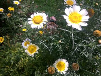 High angle view of sunflowers blooming in park