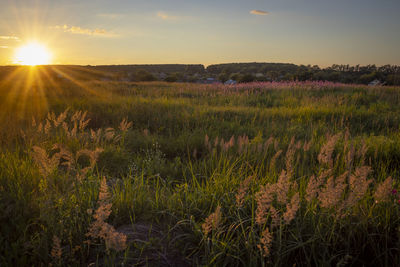 Scenic view of field against sky during sunset