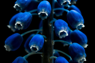 Close-up of flowers against blue sky