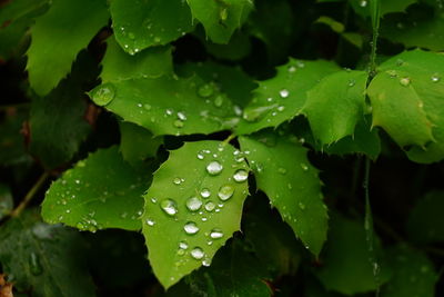 Close-up of leaves