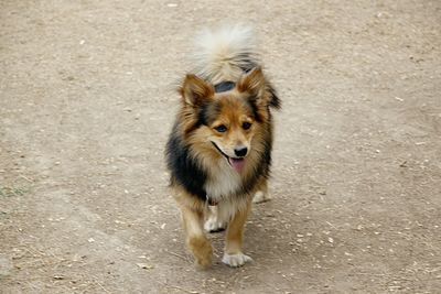 High angle portrait of dog standing in city