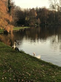 View of birds in lake