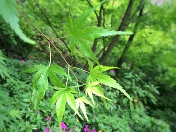 Close-up of leaves