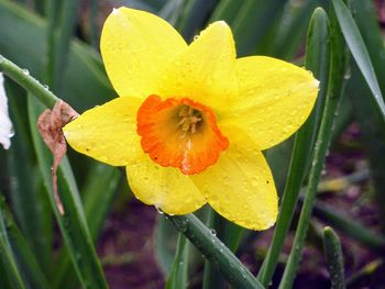 Close-up of fresh yellow day lily blooming outdoors