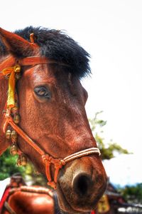 Close-up of brown horse against clear sky