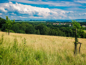 Scenic view of field against sky