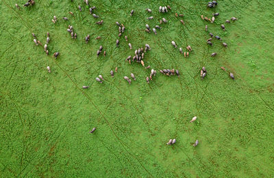 High angle view of birds swimming in grass