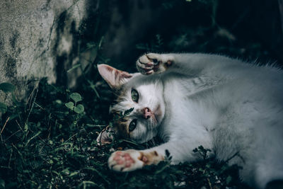 Cat resting in a plant