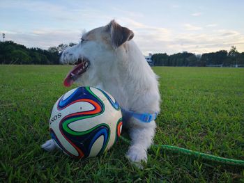 Dog on field against sky