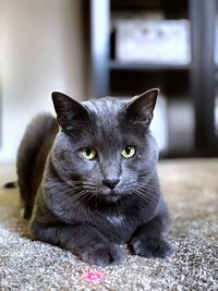 Close-up portrait of a cat at home