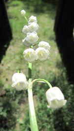 Close-up of white flowers