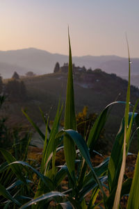Close-up of plants growing on field against sky during sunset
