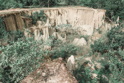 High angle view of trees growing on land