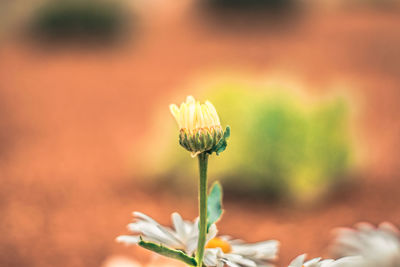 Close-up of flowers against blurred background