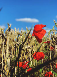 Close-up of red poppy flowers on field