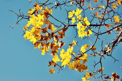 Low angle view of yellow flower tree against clear blue sky