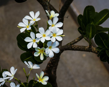 Close-up of white flowering plant