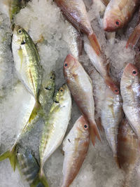 High angle view of fish in market