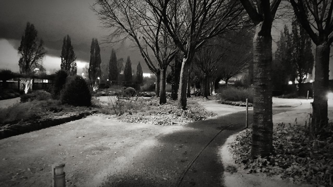 TREES AT CEMETERY DURING WINTER