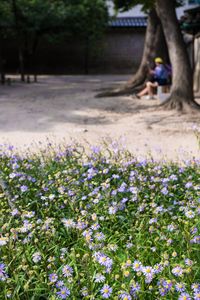 Flowers blooming on tree