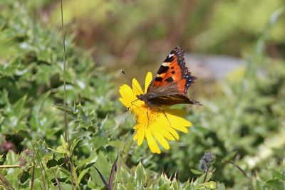 Butterfly on flower