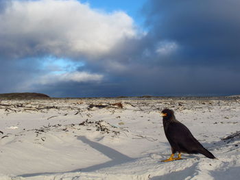 Bird perching on shore against sky