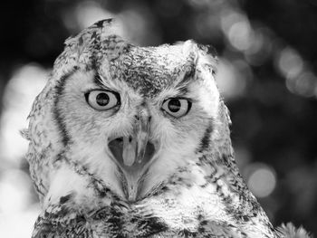 Close-up portrait of owl