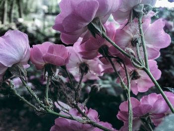 Close-up of flowers blooming on tree