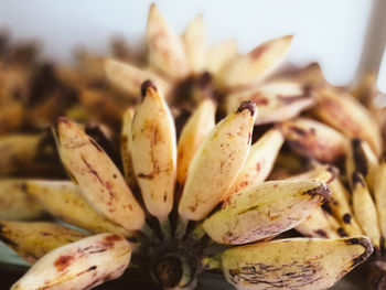 Close-up of fruit on plant