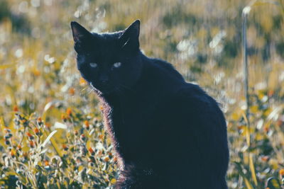 Black cat sitting on field