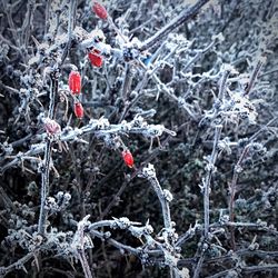 Close-up of frozen plant