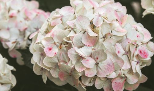 Close-up of pink hydrangea flowers