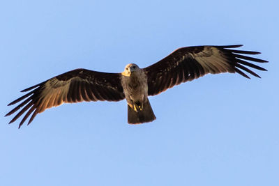 Low angle view of eagle flying against clear blue sky