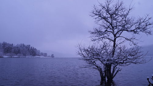 Silhouette bare tree by lake against sky