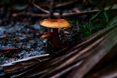 Close-up of mushroom growing on field